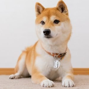 Shiba+Inu+dog+with+a+burnt+orange+collar+and+silver+tag+resting+on+carpet-min Shiba+Inu+dog+with+a+burnt+orange+collar+and+silver+tag+resting+on+carpet-min