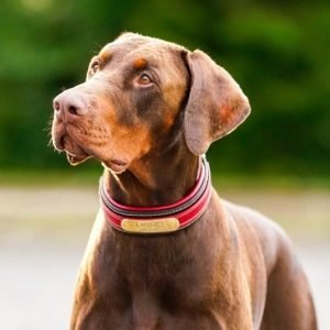 a-brown-doberman-with-a-red-dog-collar_Tanika_Pexels a-brown-doberman-with-a-red-dog-collar_Tanika_Pexels