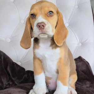 beagle_puppies_for_adoption1_1746372556_3625158206644337559_58659999758