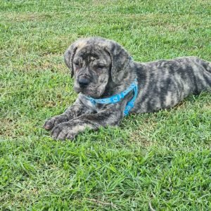 boerboel_puppys_for_sale_here__1671552665_2997523475635320636_32566053063