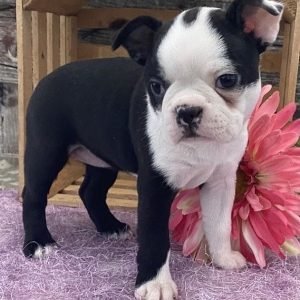 boston_terrier_puppies_sale_21_1628832459_2639160414357651424_48937704104
