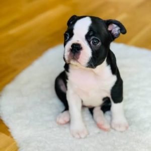 boston_terrier_puppies_sale_21_1629514357_2644880589425586554_48937704104