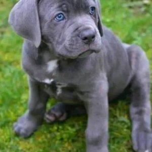 canecorsopuppiesfor494_1743595369_3601861475412690776_73516517131