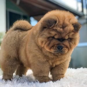 chow_chow.puppies_1578946742_2220688684940041040_28323186424