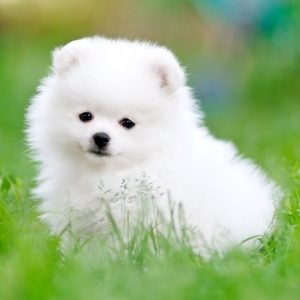iStock-977094948 iStock-977094948